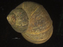 Littorina