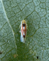 Erythridula