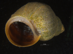 Littorina