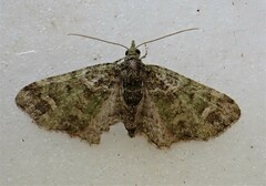 Pasiphila semochlora