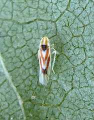 Erythridula