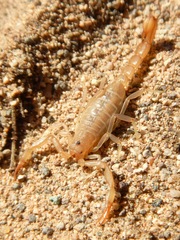 Paravaejovis confusus