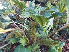 Gunnera manicata