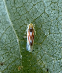Erythridula