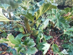 Gunnera manicata