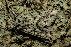 Meterana exquisita
