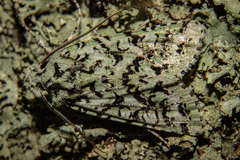 Meterana exquisita