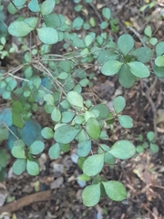 Neomyrtus pedunculata