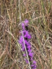 Liatris punctata