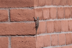 Sceloporus clarkii