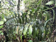 Epidendreae
