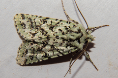 Meterana exquisita