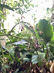 Epidendreae
