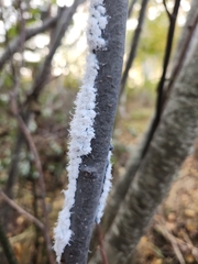 Prociphilus tessellatus