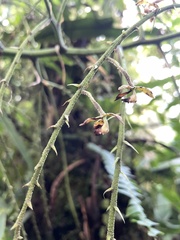 Epidendreae