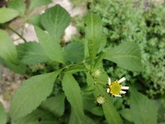 Bidens odorata