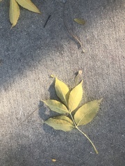 Fraxinus pennsylvanica