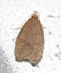 Psilocorsis reflexella