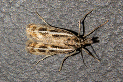 Orocrambus corruptus