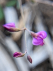 Lespedeza texana