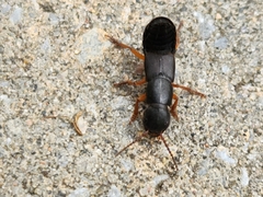 Dinothenarus badipes