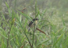 Donacobius atricapilla