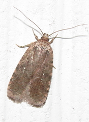 Agonopterix clemensella