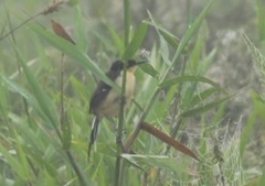 Donacobius atricapilla