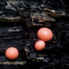 Lycogala