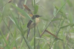 Donacobius atricapilla