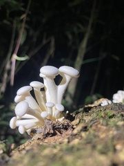 Lentinus concavus