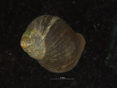 Littorina