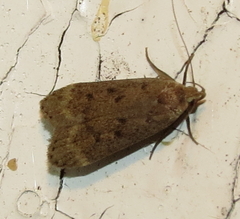 Anacampsis rhoifructella