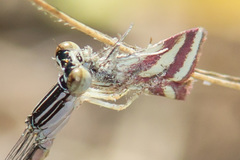 Microtheoris vibicalis