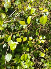 Rubus australis