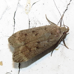 Anacampsis rhoifructella
