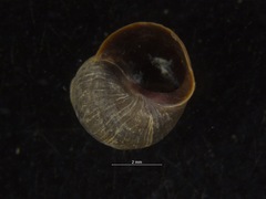 Littorina