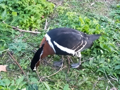 Branta ruficollis
