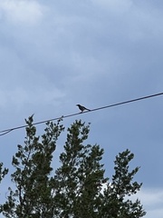 Aphelocoma woodhouseii