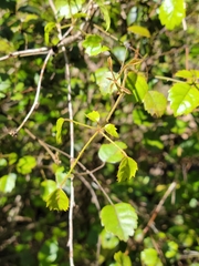 Rubus australis
