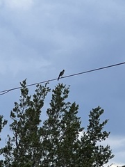 Aphelocoma woodhouseii