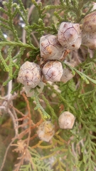 Juniperus coahuilensis