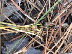 Rhynchospora megalocarpa