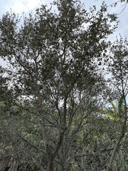 Quercus myrtifolia