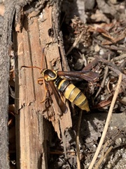 Paranthrene robiniae