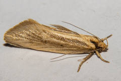 Tingena chloradelpha