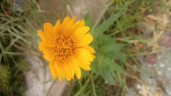 Asteroideae