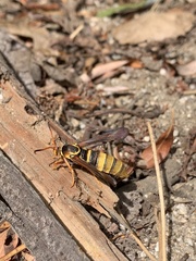 Paranthrene robiniae