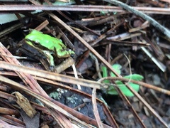 Hyla eximia