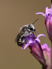 Colletes longifacies